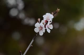 お花見をする５５